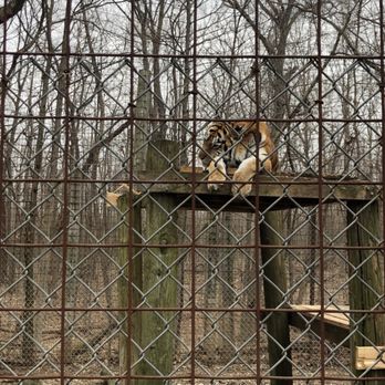 EXOTIC FELINE RESCUE CENTER - Updated September 2025 - 248 Photos & 68