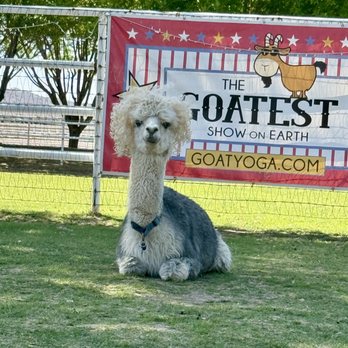 Goat Yoga - Yoga Near Me Goat Yoga - Yoga Near Me