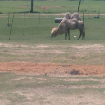 Global Wildlife Center - Zoos Near Me - Folsom, Louisiana