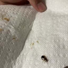 Bug