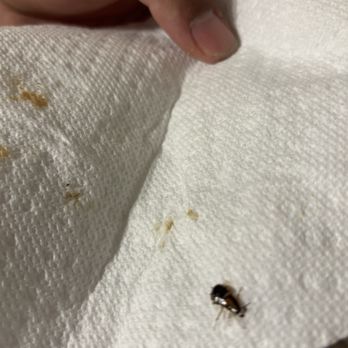 Wingstop - Bug - Chicken Wings Near Me - Anthem, Arizona