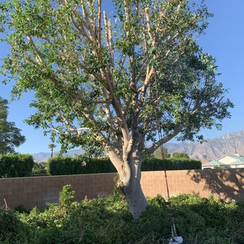 All Around Tree Care - Tree Services Near Me