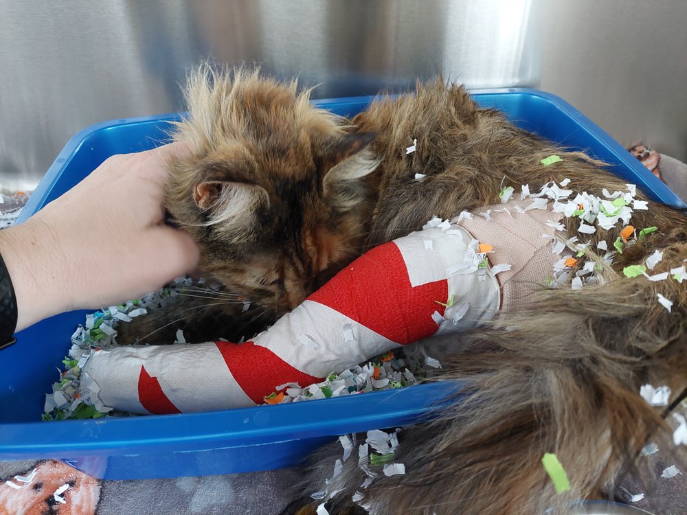 VIKING VETERINARY HOSPITAL Updated October 2024 25 Reviews 16210 N High Desert St, Nampa