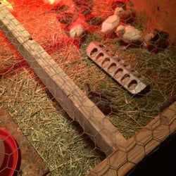 Cloud 9 Farms - Organic turkeys