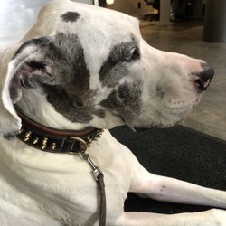 R & G Service Center - Dogs allowed to wait inside with you when waiting for service
