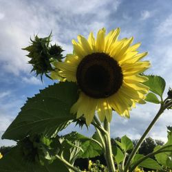 Candella's Farm & Greenhouses
