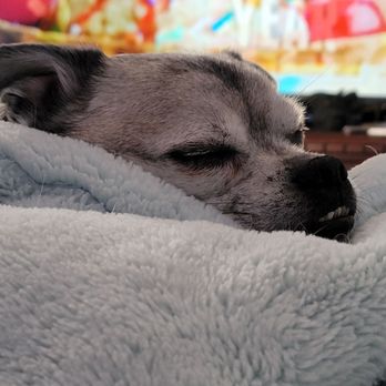 The Oven - a dog wrapped in a blanket - Pizza Near Me - Owensboro, Kentucky The Oven - a dog wrapped in a blanket - Pizza Near Me - Owensboro, Kentucky