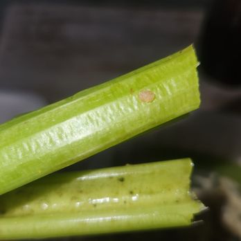 The Corner Pub - a person holding a piece of celery - Pubs Near Me - Decatur, Georgia
