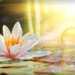 Healing Touch Chiropractic and Acupuncture