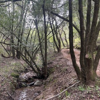 Indian Valley Open Space Preserve - Woodland trails - Parks Near Me - Novato, California