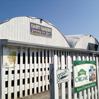 Daisy Garden - Nurseries & Gardening Near Me - Blue Point, New York
