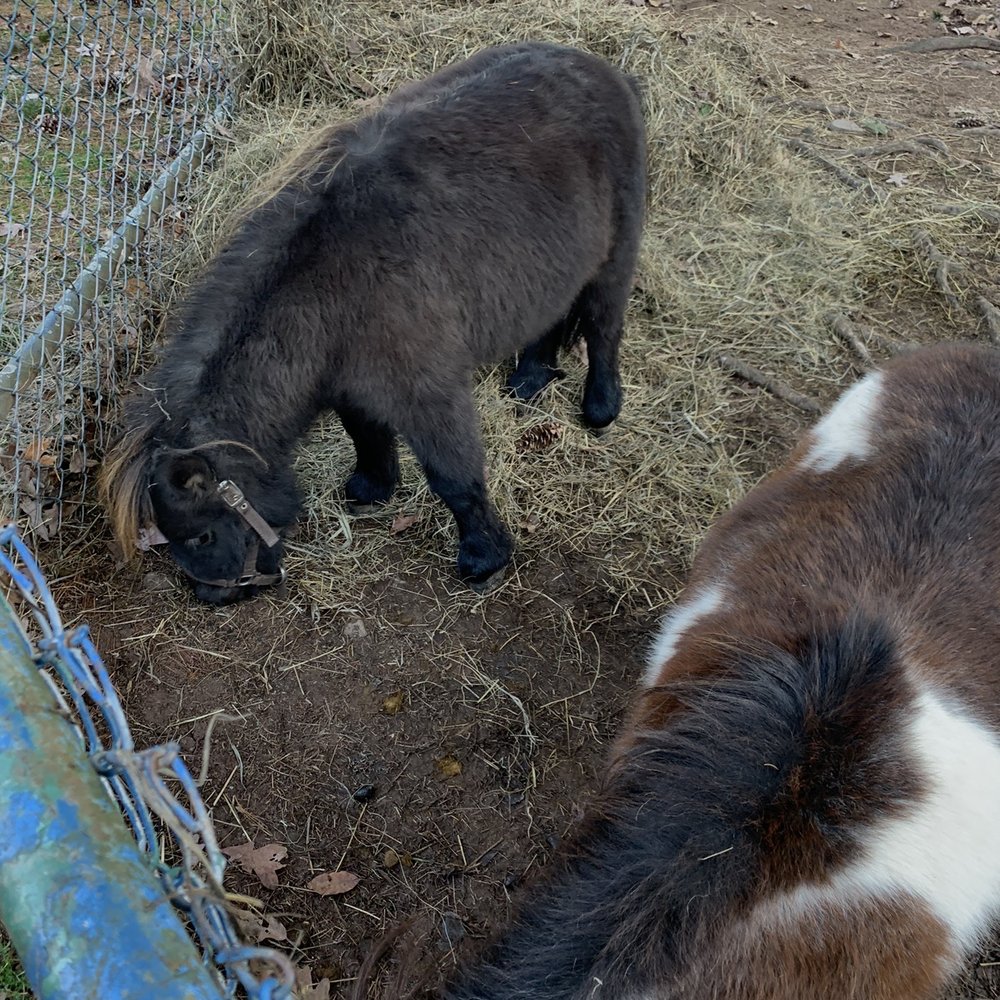 Bailiwick Animal Park - Horseback Riding Near Me - Catskill, New York
