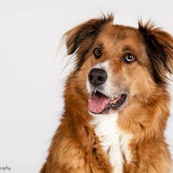 Oriole Road Animal Hospital - Photo