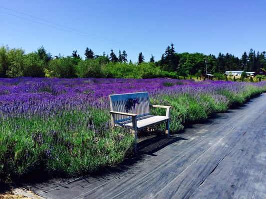 Sequim Lavender Festival by null