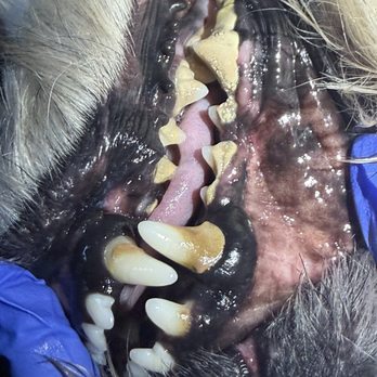 Pawsitivly Clean Pet Dental - Plaque Before - Veterinarians Near Me Pawsitivly Clean Pet Dental - Plaque Before - Veterinarians Near Me