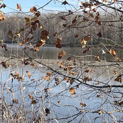 Creve Coeur Lake - November 2024