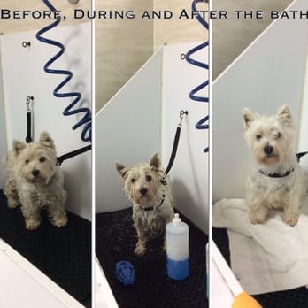 Two Brothers Dog Wash - Bathtime!! - Pet Groomers Near Me - Virginia Beach, Virginia Two Brothers Dog Wash - Bathtime!! - Pet Groomers Near Me - Virginia Beach, Virginia
