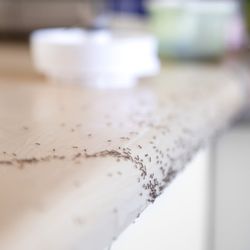 Excel Pest Services