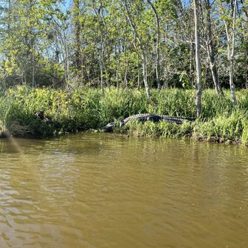 Ultimate Swamp Adventures - Alligator - Tours Near Me - Westwego, Louisiana Ultimate Swamp Adventures - Alligator - Tours Near Me - Westwego, Louisiana