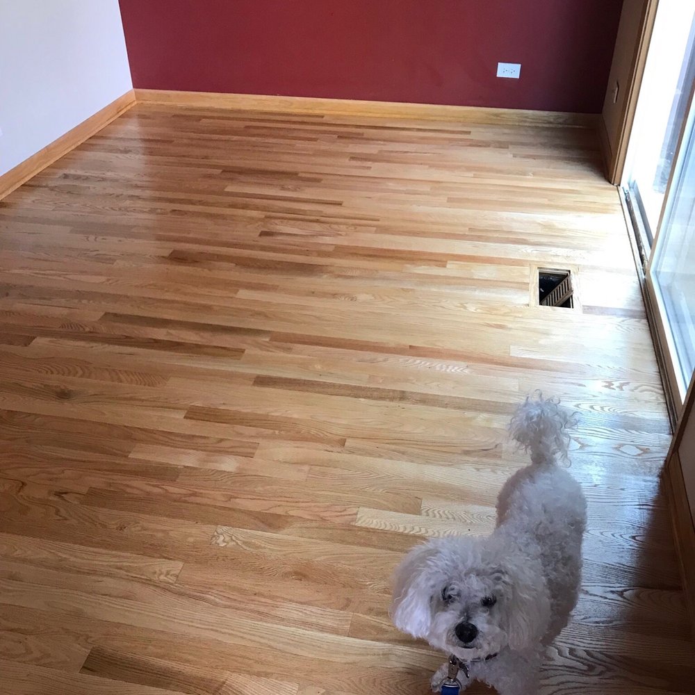 a white dog on a leash a white dog on a leash