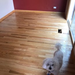 a white dog on a leash