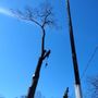 Photo of Gibbs Tree Service