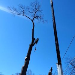 Gibbs Tree Service - Crane removal