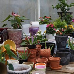 Secret Gardens Northwest - They have indoor plants and pottery!