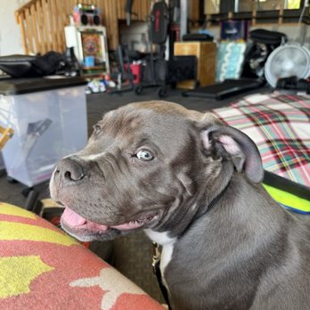 The Animal Keeper - Osi - Pet Training Near Me - Oceanside, California The Animal Keeper - Osi - Pet Training Near Me - Oceanside, California