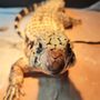 Photo of House of Guineas Pet Care