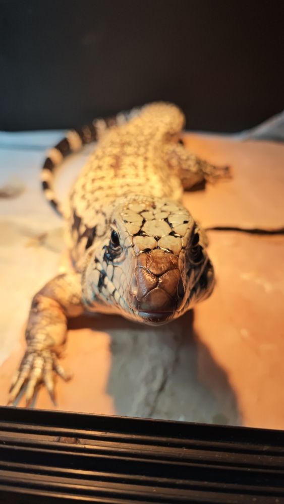 House of Guineas Pet Care - pet boarding facility in San Francisco, CA