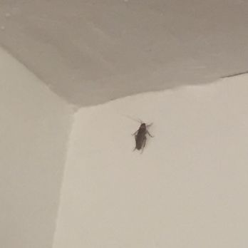 Design Place Apartments - 3/9/16 - Roach climbing up the wall - Apartments Near Me - Miami, Florida Design Place Apartments - 3/9/16 - Roach climbing up the wall - Apartments Near Me - Miami, Florida