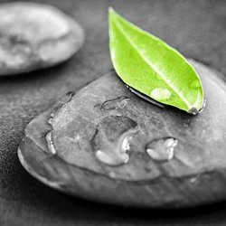 Pure Harmony Wellness - Logo