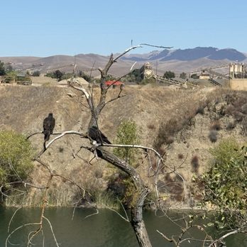 Shadow Cliffs Regional Recreation Area - Turkey vultures - Parks Near Me - Pleasanton, California Shadow Cliffs Regional Recreation Area - Turkey vultures - Parks Near Me - Pleasanton, California