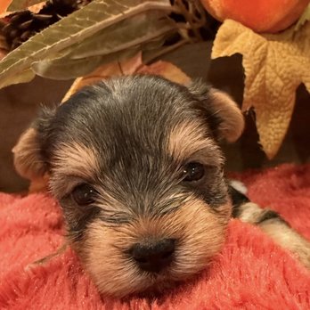 Yorkie Hugs - Pet Adoption Near Me Yorkie Hugs - Pet Adoption Near Me