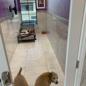LV Dog Resort II - My dogs were not taken out for a walk and have peed in their room! - Pet Boarding Near Me - Las Vegas, Nevada LV Dog Resort II - My dogs were not taken out for a walk and have peed in their room! - Pet Boarding Near Me - Las Vegas, Nevada