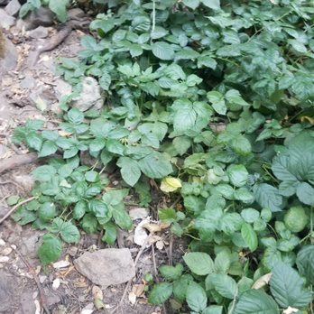Corlieu Falls - Poison ivy looks like this - Landmarks & Historical Buildings Near Me - Oakhurst, California Corlieu Falls - Poison ivy looks like this - Landmarks & Historical Buildings Near Me - Oakhurst, California