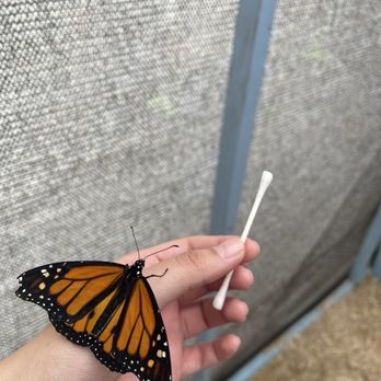 The Flower Fields - butterfly from butterfly exhibit - Venues & Event Spaces Near Me - Carlsbad, California The Flower Fields - butterfly from butterfly exhibit - Venues & Event Spaces Near Me - Carlsbad, California