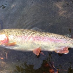 Carpenters Brook Fish Hatchery - Another spectacular fish raised at Carpenters Brook!
