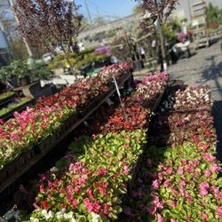 Sweetbrook Nursery & Garden Center - Annuals