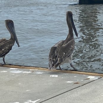 Enterprise Fishing Charters - Fishing Near Me