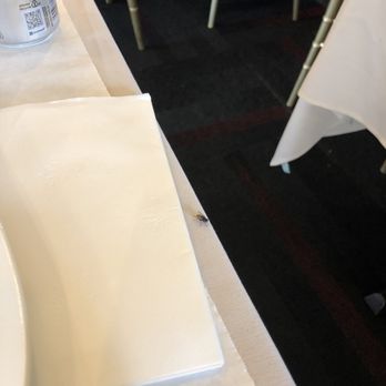 Kalesa - A fly on the table. - Filipino Near Me - Milpitas, California Kalesa - A fly on the table. - Filipino Near Me - Milpitas, California
