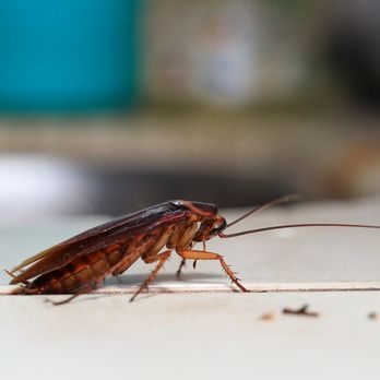 GONE Pest Management - If you prefer being safe than sorry when it comes to pest control, you might want to call in the experts, GONE Pest Management - Pest Control Near Me - Deerfield Beach, Florida GONE Pest Management - If you prefer being safe than sorry when it comes to pest control, you might want to call in the experts, GONE Pest Management - Pest Control Near Me - Deerfield Beach, Florida