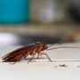 GONE Pest Management