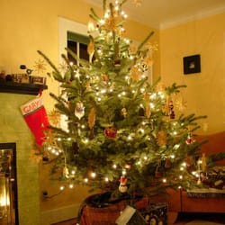 The Original Potted Christmas Tree Company - Potted Christmas trees have to have a more Natural shape than cut Christmas trees, so rain falls thru the branches and gets to the roots.
