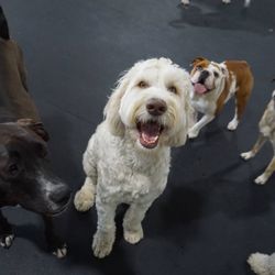 Bark N Park