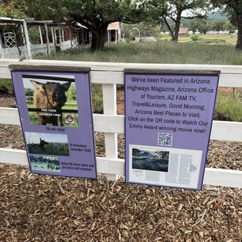 Pine Creek Canyon Lavender Farm - Learning about lavender - Farms Near Me - Pine, Arizona