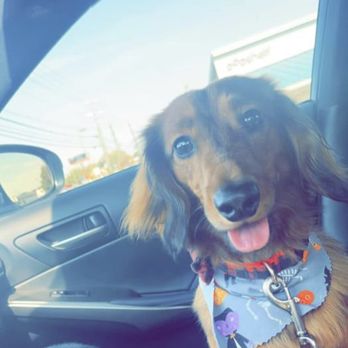 Sassy Shears Grooming - We love all the pups! - Pet Groomers Near Me - Clarksville, Tennessee Sassy Shears Grooming - We love all the pups! - Pet Groomers Near Me - Clarksville, Tennessee