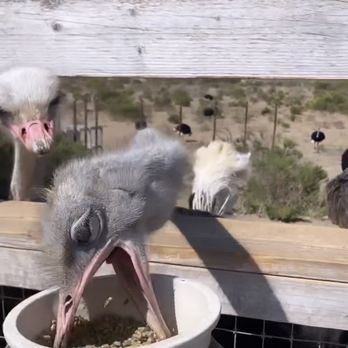 Ostrichland USA - Ostrich - Attraction Farms Near Me - Solvang, California