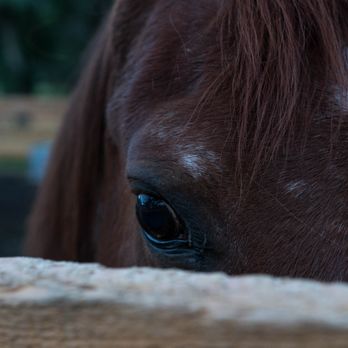 Equine Escapes - Horseback Riding Near Me - Issaquah, Washington Equine Escapes - Horseback Riding Near Me - Issaquah, Washington